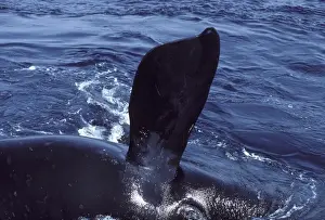 Northern Right whale - Pectoral flipper. The whale is rolling on its side. Its right eye is partly visible at the bottom of the frame. Bay of Fundy, New Brunswick, Canada