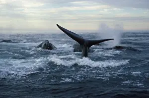 Spraying Prints: Northern Right Whale - Social group