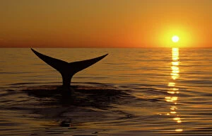 Seascapes Collection: Northern Right whale - Whale diving at sunset, Bay of Fundy, New Brunswick, Canada CH 561