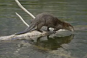 Otters Prints: Northern River Otter - diving into lake - Northern Rockies - Montana - Wyoming - Western USA - Summer _D3A5283
