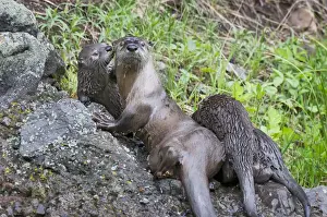 Kits Prints: Northern River Otter - family - mother with three pups - Northern Rockies - Montana - Wyoming - Western USA - June