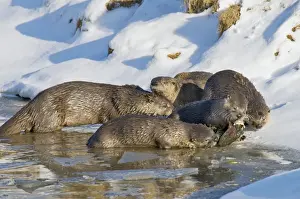 Stock Prints: Northern River Otter - family - otter eating cutthroat trout - Winter - Wyoming - Montana - USA _D3A9904
