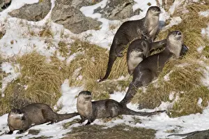 Stock Prints: Northern River Otter - lying down on snow along river bank - Winter - Wyoming - Montana - USA _D3A9385
