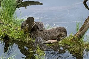 Images Dated 17th June 2009: Northern River Otter - mother eating a rainbow trout while her young pups try to snatch a bite