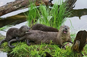 Behavior Collection: Northern River Otter - mother eating a rainbow trout while her young pups try to snatch a bite