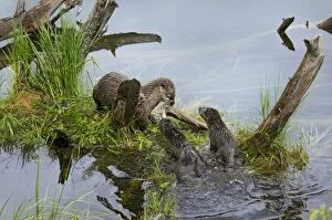 Images Dated 17th June 2009: Northern River Otter - mother eating a rainbow trout while her young pups try to snatch a bite