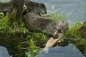 Northern River Otter - mother eating a rainbow trout while her young pups try to snatch a bite (they are still mostly nursing at this stage though certainly interested in the fish)