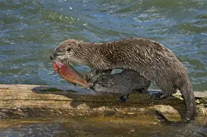 Northern River Otter - mother feeding on cutthroat trout with young pups - (at this stage the pups do not have large enough teeth to kill and eat this trout) - Northern Rockies - Montana - Wyoming - Western USA - Summer _D3A6029