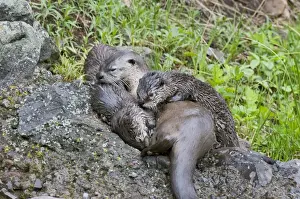 Northern River Otter - mother nursing pups - Northern Rockies - Montana - Wyoming - Western USA - Summer _C3D3294
