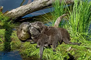 Love Prints: Northern River Otter - mother and pups - Northern Rockies - Montana - Wyoming - Western USA - Summer _D3A4668