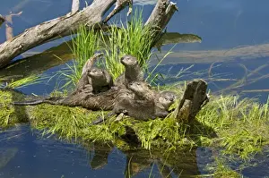 Northern River Otter - mother and pups - Northern Rockies - Montana - Wyoming - Western USA - Summer _D3A4831