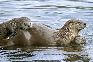 Images Dated 17th June 2009: Northern River Otter - mother with two pups in water - Northern Rockies - Montana - Wyoming
