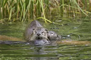 Northern River Otter - mother with two pups in water - Northern Rockies - Montana - Wyoming - Western USA - June _C3D3231