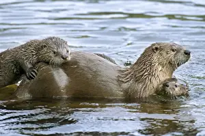 Pond Prints: Northern River Otter - mother with two pups in water - Northern Rockies - Montana - Wyoming - Western USA - Summer