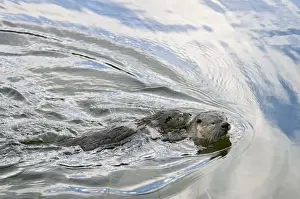 Kits Prints: Northern River Otter - mother swimming with pup riding on her back - Northern Rockies - Montana - Wyoming - Western USA