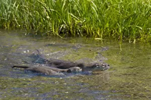 Kits Prints: Northern River Otter - mother swimming with young pups - Northern Rockies - Montana - Wyoming - Western USA - Summer