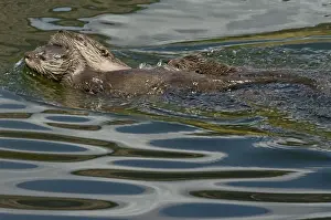 Northern River Otter - mother towing pup with her mouth while swimming to a log - Northern Rockies - Montana - Wyoming - Western USA - Summer _D3A4436