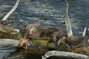 Kits Prints: Northern River Otter - mother with young pups feeding on cutthroat trout