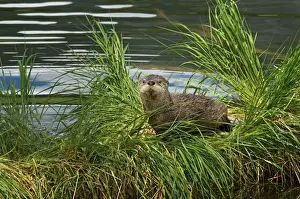 Northern River Otter - pup on grass covered log along the edge of a lake - Northern Rockies - Montana - Wyoming - Western USA - June _D3A5376