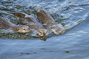 Otters Prints: Northern River Otter - pups swimming - Northern Rockies - Montana - Wyoming - Western USA - Summer _D3A4772