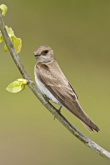 Images Dated 13th May 2008: Northern Rough-winged Swallow - Connecticut USA - May