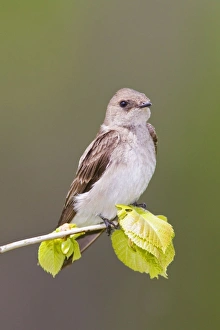 Images Dated 13th May 2008: Northern Rough-winged Swallow - Connecticut USA - May