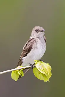 Northern Rough-winged Swallow - Connecticut USA - May