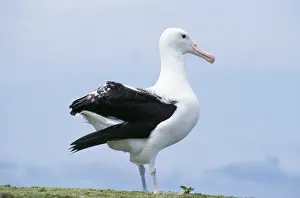 Northern Royal Albatross Chathan Islands New Zealand