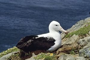 Northern Royal Albatross - incubating