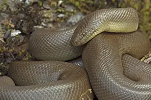 Northern Rubber Boa - Oregon - USA - Found in Northwestern USA - SW Canada
