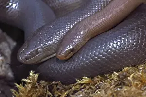 Northern Rubber Boa - Oregon - USA - Found in Northwestern USA - SW Canada