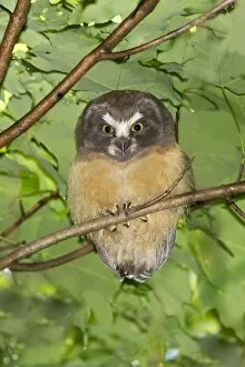 Aegolius Gallery: Northern Saw-whet Owl - fledgling out of the nest cavity for 5 days
