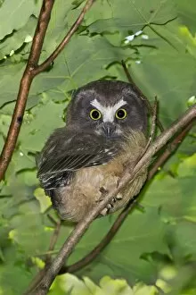 Images Dated 19th June 2008: Northern Saw-whet Owl - fledgling out of the nest cavity for 5 days - Connecticut USA - June