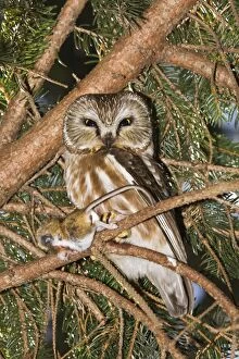 Aegolius Gallery: Northern Saw-whet Owl - in it's winter roost, with mouse