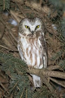 Aegolius Gallery: Northern Saw-whet Owl - in winter