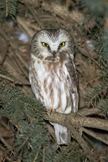 Aegolius Prints: Northern Saw-whet Owl - in winter - CT - USA