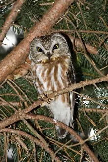 Owls Prints: Northern Saw-whet Owl - in winter roost. February. Connecticut
