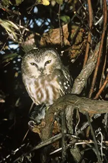 Northern Saw-whet Owl - in winter roost. Connecticut