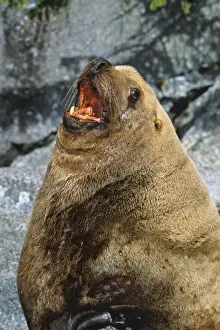 Northern Sea Lion bull barking (common call at haul-out areas - sea lions are quite vocal). Northwest coast (N. A. ) ML1122