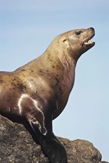 Images Dated 26th March 2008: Northern Sea Lion or Steller Sea lion Pacific Northwest coast. ML604
