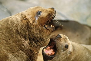 Images Dated 23rd February 1974: Northern Sea Lions or Steller's Sea Lions - arguing over space on a haul-out rock. Alaska. ML1160