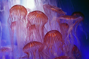 Images Dated 11th July 2006: Northern Sea Nettle Jellyfish Japan, Bering Sea, Kamchatka Pen