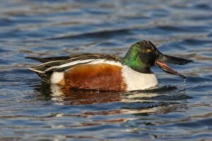Images Dated 20th January 2006: Northern Shoveler