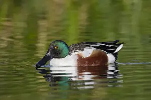Shoveler Prints: Northern Shoveler - adult male - March - Southeastern Arizona - USA