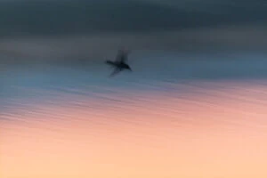 Northern Shoveler - drake in flight over lagoon at dusk, Island of Texel, The Netherlands Date: 11-Feb-19
