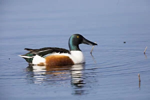 Anas Clypeata Gallery: Northern Shoveler - drake resting on lake, Island of Texel, The Netherlands Date: 11-Feb-19