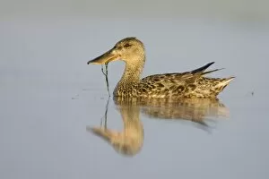 Images Dated 11th July 2005: Northern Shoveler - Female feeding on pond weed