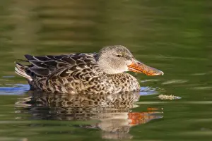 Shoveler Prints: Northern Shoveler - female - March - Southeastern Arizona - USA