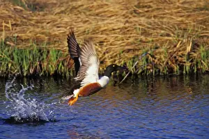 In Flight Prints: Northern Shoveler - in flight North Dakota, Des Lacs National Wildlife Refuge, USA bd738