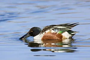 Shoveler Prints: Northern Shoveler - male in winter. New Mexico in February
